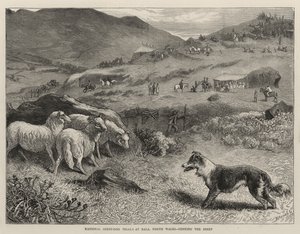 National Sheep-Dog Trials at Bala, North Wales, Penning the Sheep